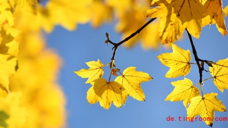 Goldiger, trockener Herbst