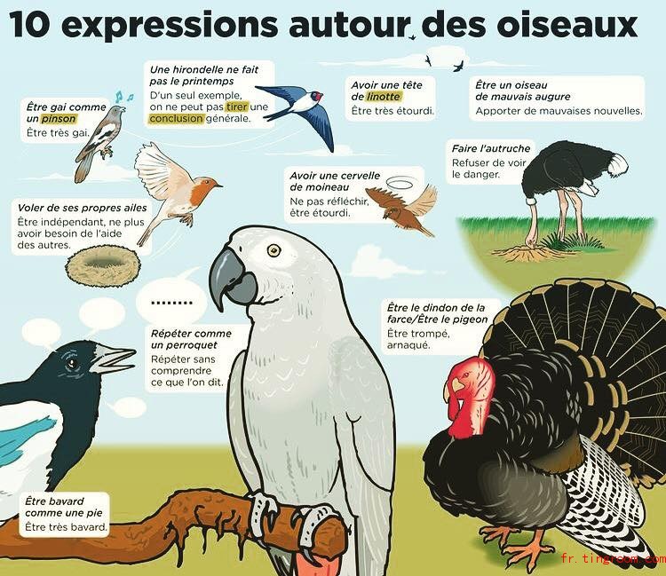 10 ex<em></em>pressions autour des oiseaux