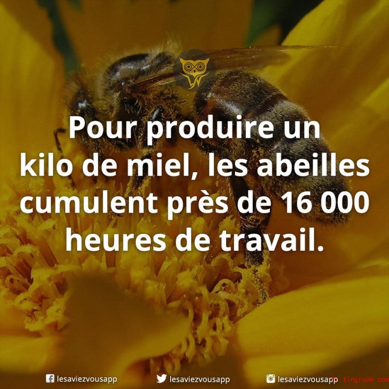 Pour produire un kilo de miel