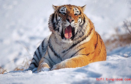 A file photo of wild Siberian tiger