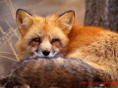20132604 d red fox