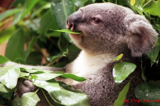 
Das Koala-Weibchen Kangulandai kam 1995 im Duisburger Zoo zur Welt. Nach 19 Jahren musste das Tier aufgrund von Altersschwäche eingeschläfert werden
