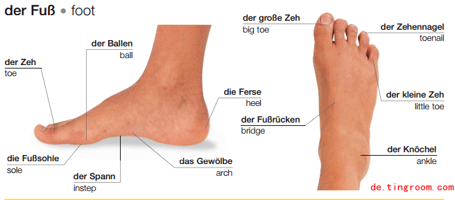 德语分类词汇(英德:脚 61der fu08 61 foot_图说德语单词_德语