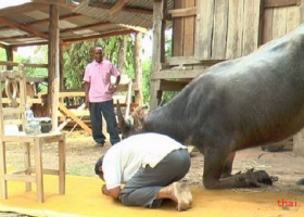 訓練水牛跪拜打坐 為泰國“最笨”動物正名
