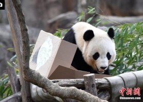 Den amerikanske panda Bao Bao flytter til Kina 大熊猫宝宝回国