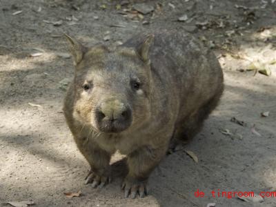  Wombats leben nur in Australien. Sie haben kurze Beine und kÃ¶nnen nicht gut sehen. Foto: Dave Hunt/AAP/dpa 