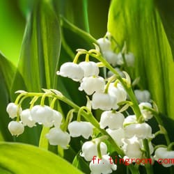 法语花语muguet铃兰