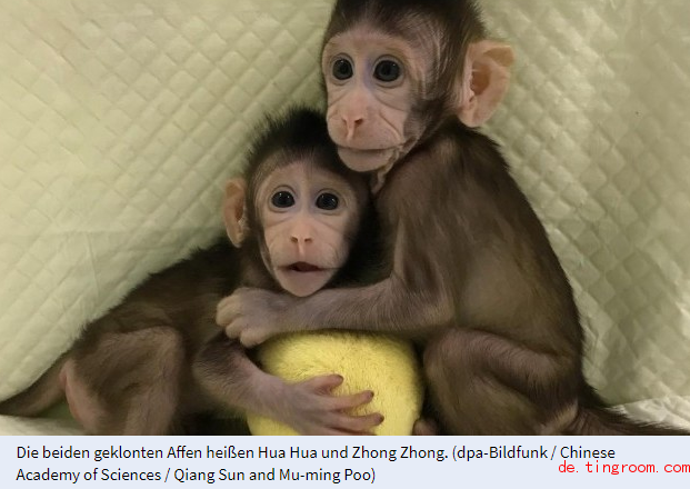 综合:affen künstlich geschaffen